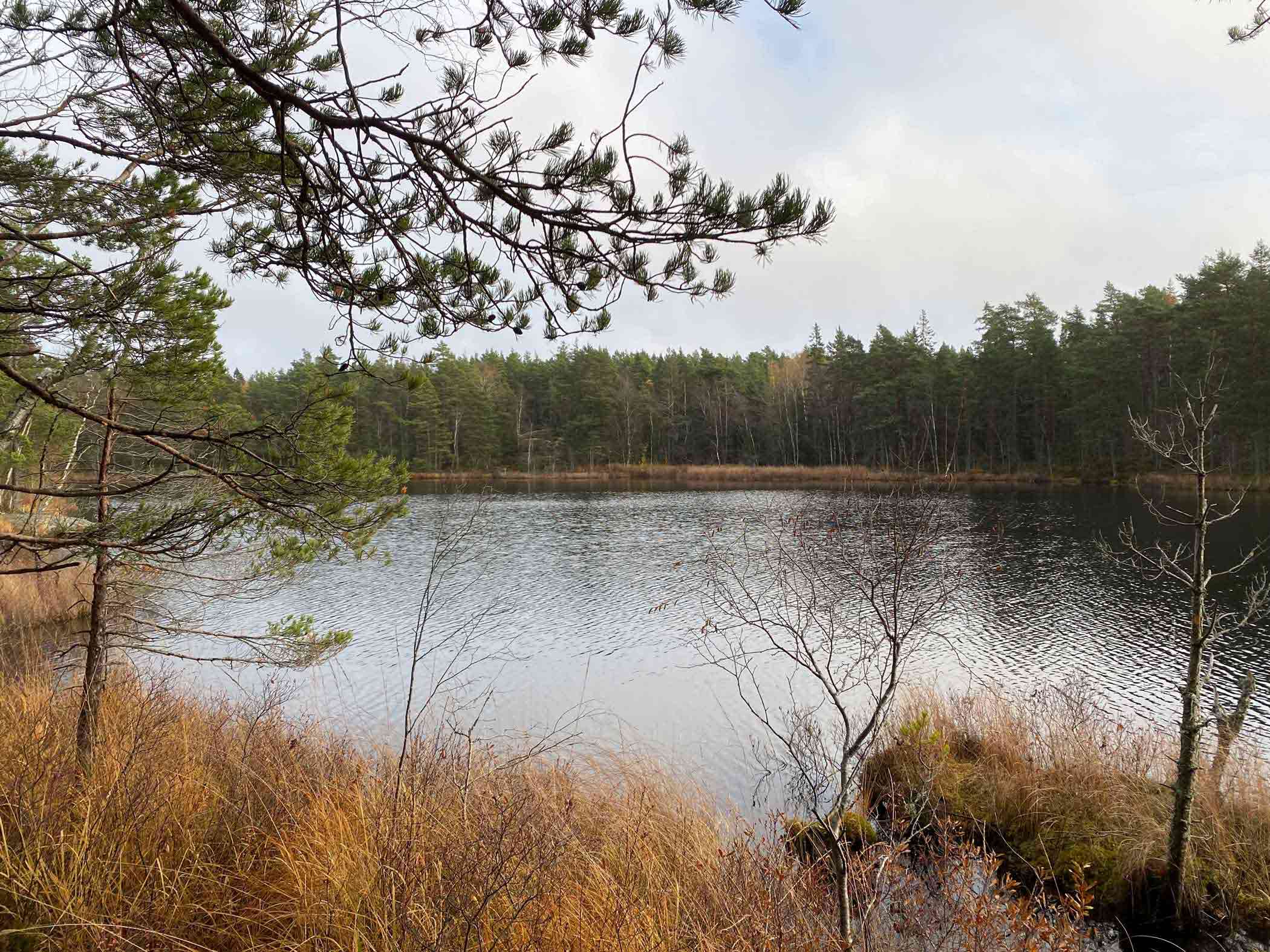 Skogssjö med gulnad vass och barrskog runt om, en grå höstdag.